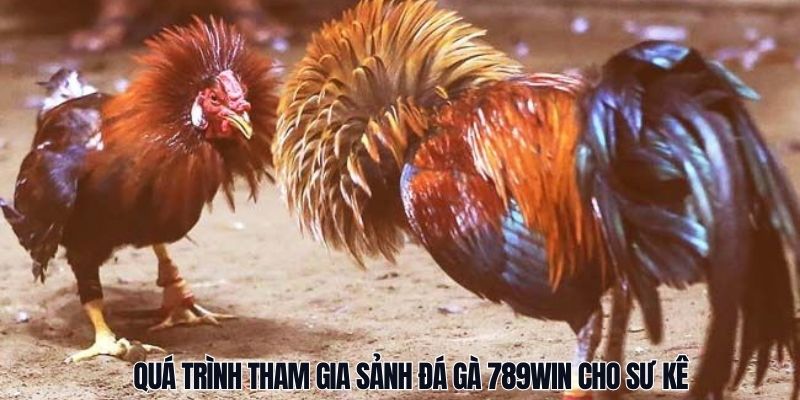 Quá trình tham gia sảnh đá gà 789Win cho sư kê