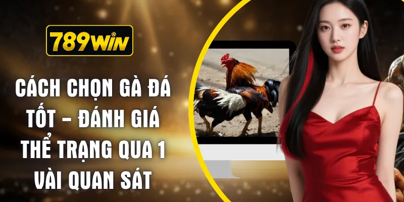 Cách Chọn Gà Đá Tốt - Đánh Giá Thể Trạng Qua 1 Vài Quan Sát