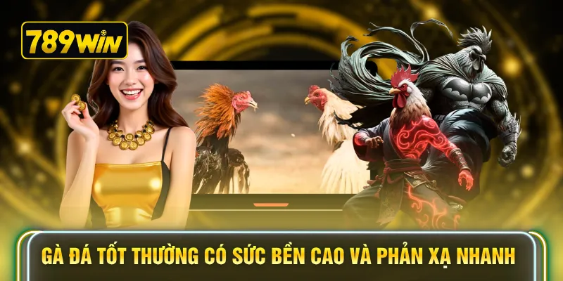 Gà đá tốt thường có sức bền cao và phản xạ nhanh