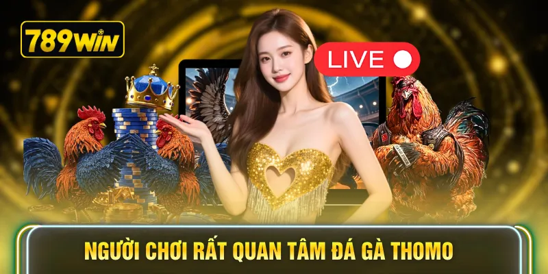 Người chơi rất quan tâm đá gà Thomo
