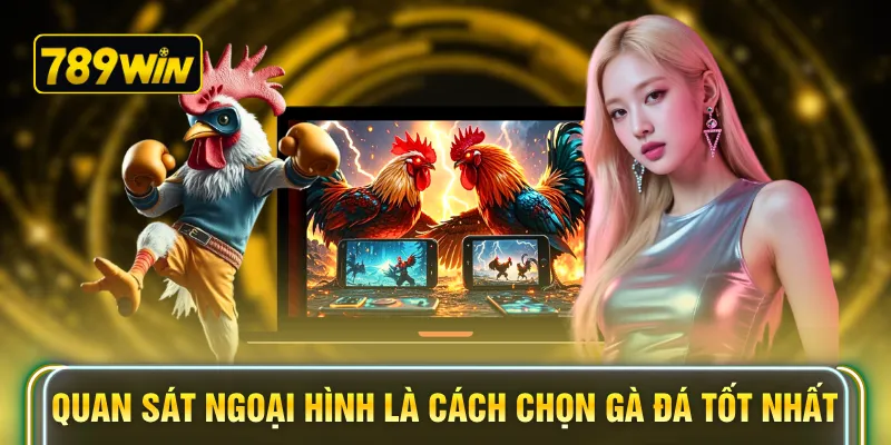 Quan sát ngoại hình là cách chọn gà đá tốt nhất